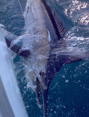 marlin4aboutus